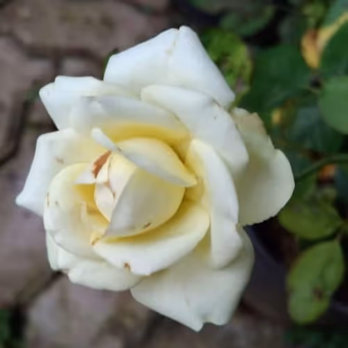 White Rose Blooms