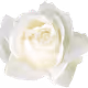 White Rose United