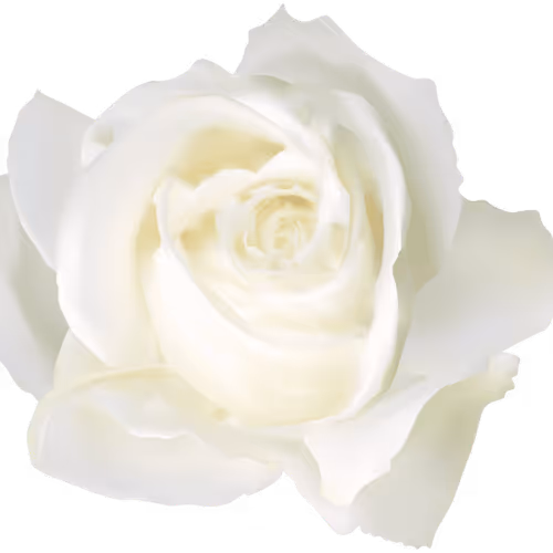 White Rose United