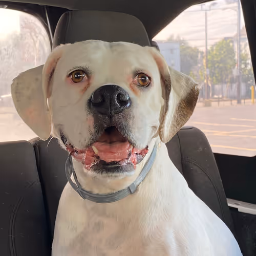 White Boxer Collection