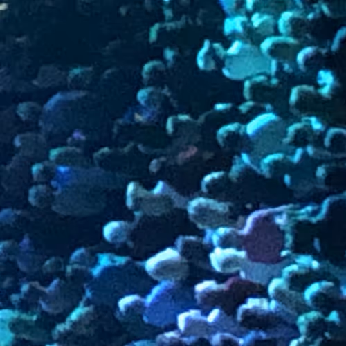 WhitelistVIP