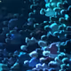 WhitelistVIP