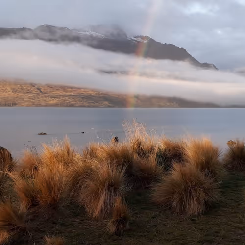Wholesome New Zealand