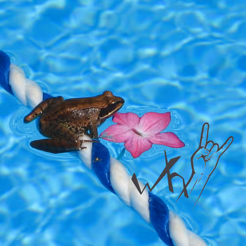 whY Pictures Collection