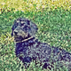 Wiener Dog