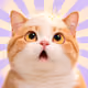 WIG CAT