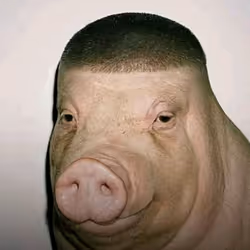 Wigger Pigs