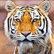 Wild Animals / my first project