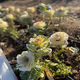 Wild Flowers Of Texas
