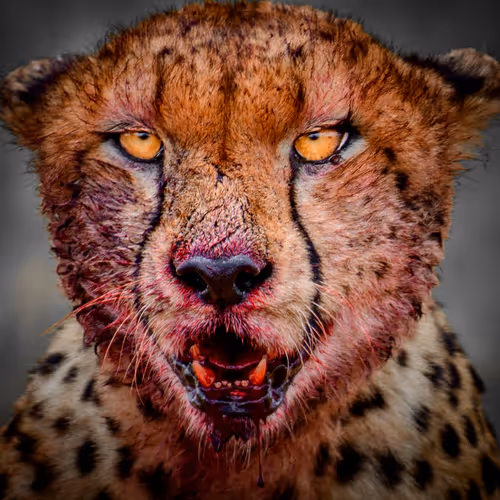 Wild Portrait - old