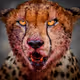 Wild Portrait - old