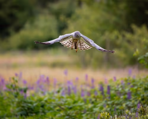 WildBirds