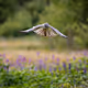 WildBirds