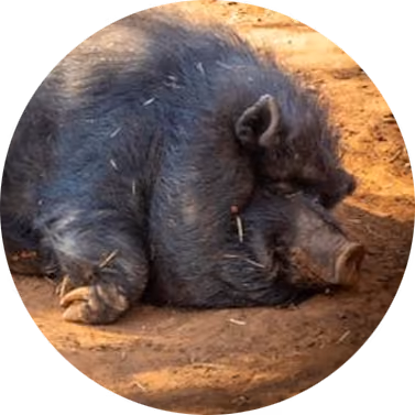 wildboar8 - cqTgcF2szp