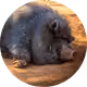 wildboar8 - cqTgcF2szp