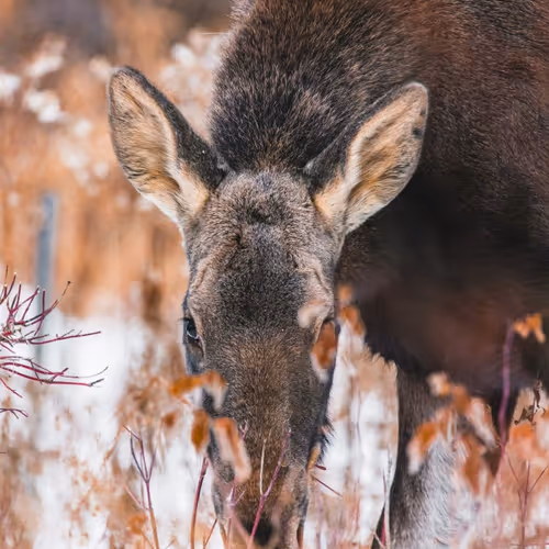 WildDeerForaging
