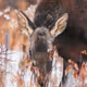 WildDeerForaging