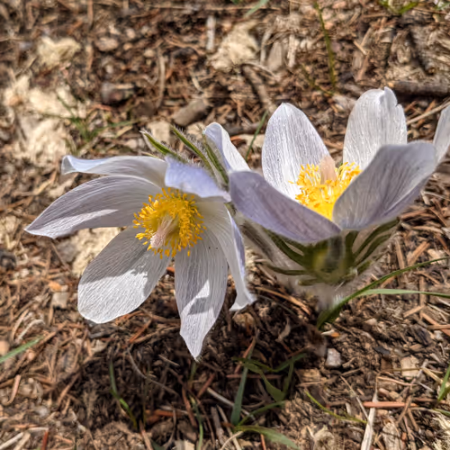 Wildflowers of Colorado