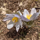 Wildflowers of Colorado