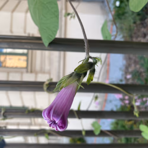 wildflowers of the west