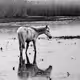 Horses running - old