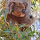 Wildlife.. - old
