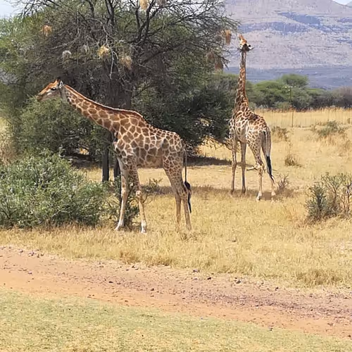 African Wildlife #1
