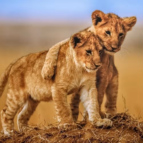 WildLife Preservation