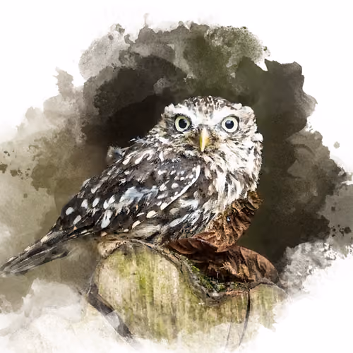 Wildlife UK - old