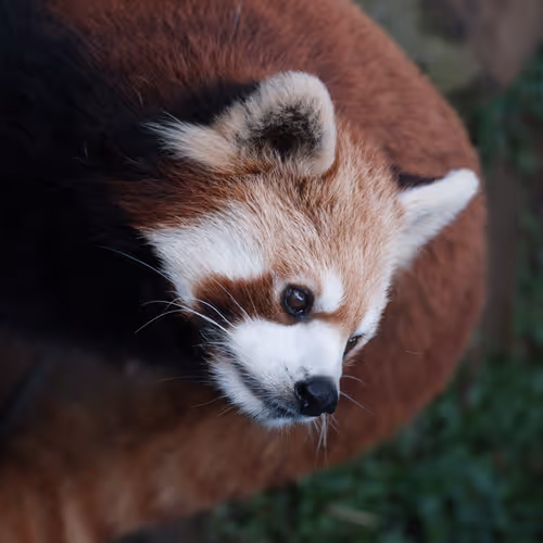 Wildlife #000