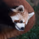 Wildlife #000