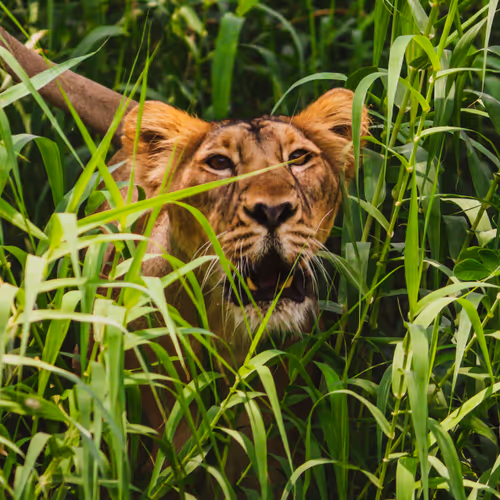 Wildlife By Arun - old