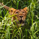 Wildlife By Arun - old
