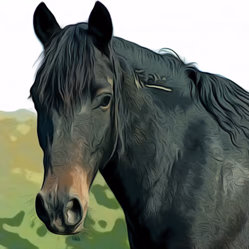 Spring Mountain Wild Mustangs
