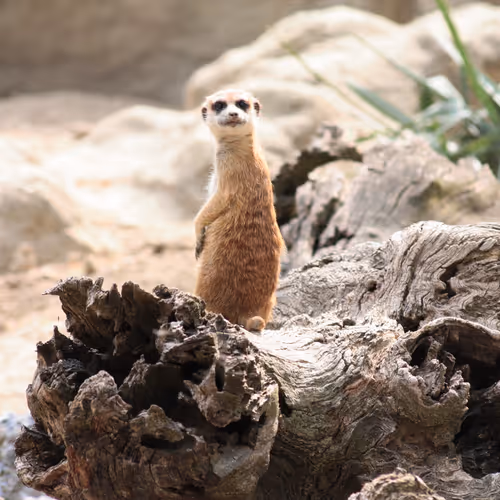 wildones