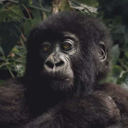 The eye of the gorilla - old