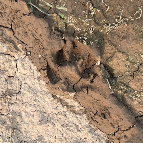 Wild West Randoms - old