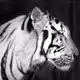 William Maderas Photography - old