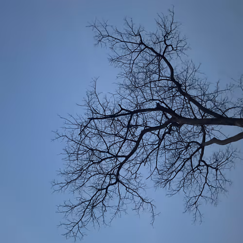 Wilted Trees