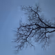 Wilted Trees