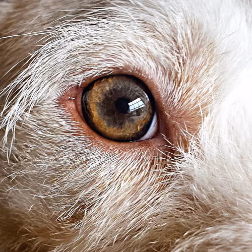 Window to the soul.
