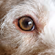 Window to the soul.