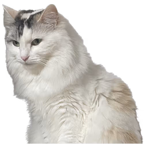 [Pet Series 2] Norwegian Forest Cat - Windy & Koke