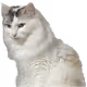 [Pet Series 2] Norwegian Forest Cat - Windy & Koke