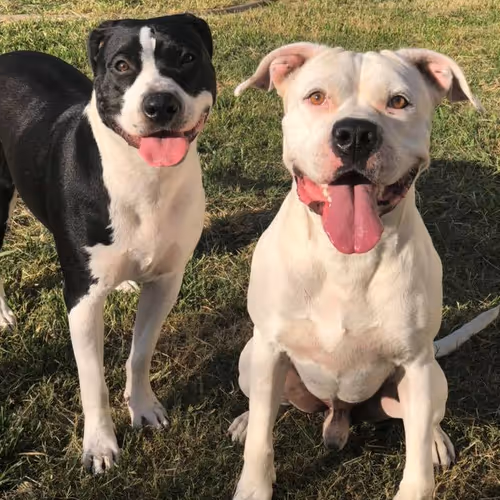 Winston And Lola