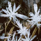 Winter Frost by Sami Paju