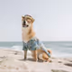 The Wizarding World of Doggos and their Human Pets