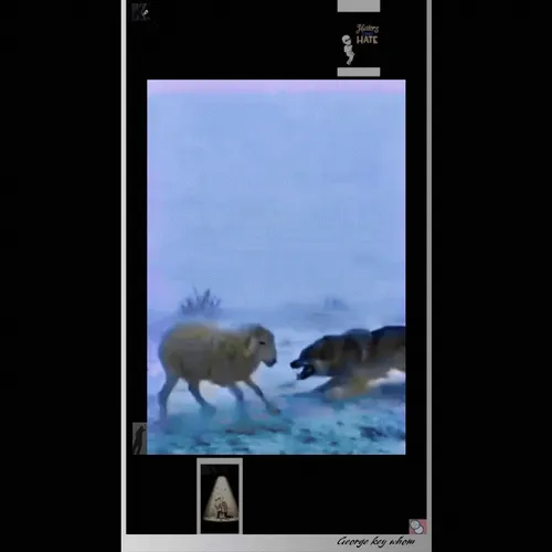 .Wolf Dog sheep by George
