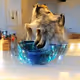 Wolf Mania