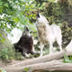 wolf photograph - old